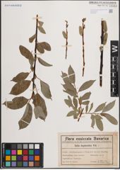 Foto von Salix daphnoides Vill.